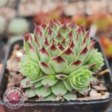 Load image into Gallery viewer, Sempervivum tectorum - John &amp; Norma&#39;s Succulents
