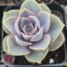 Echeveria Perle Von Nurnberg