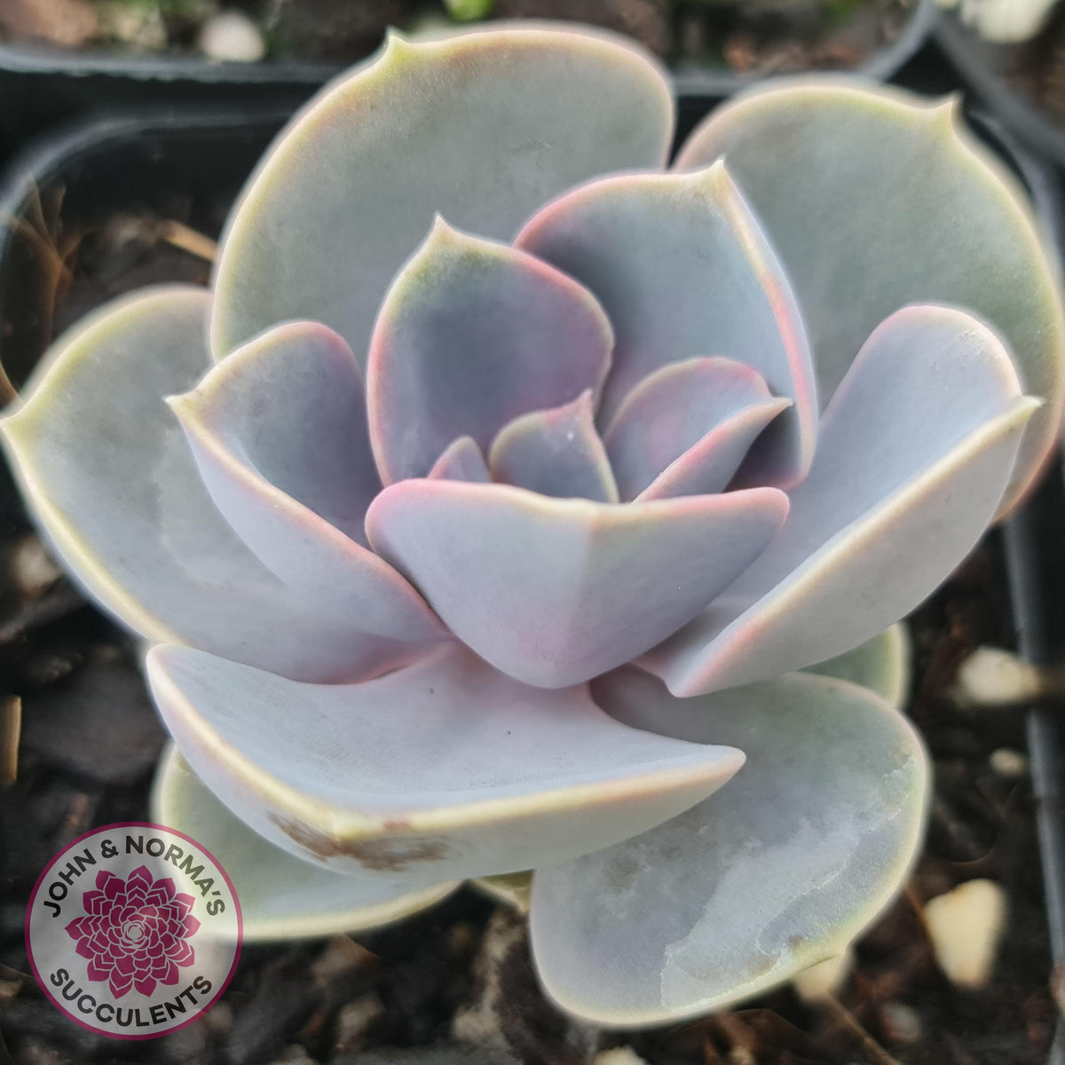 Echeveria Perle Von Nurnberg