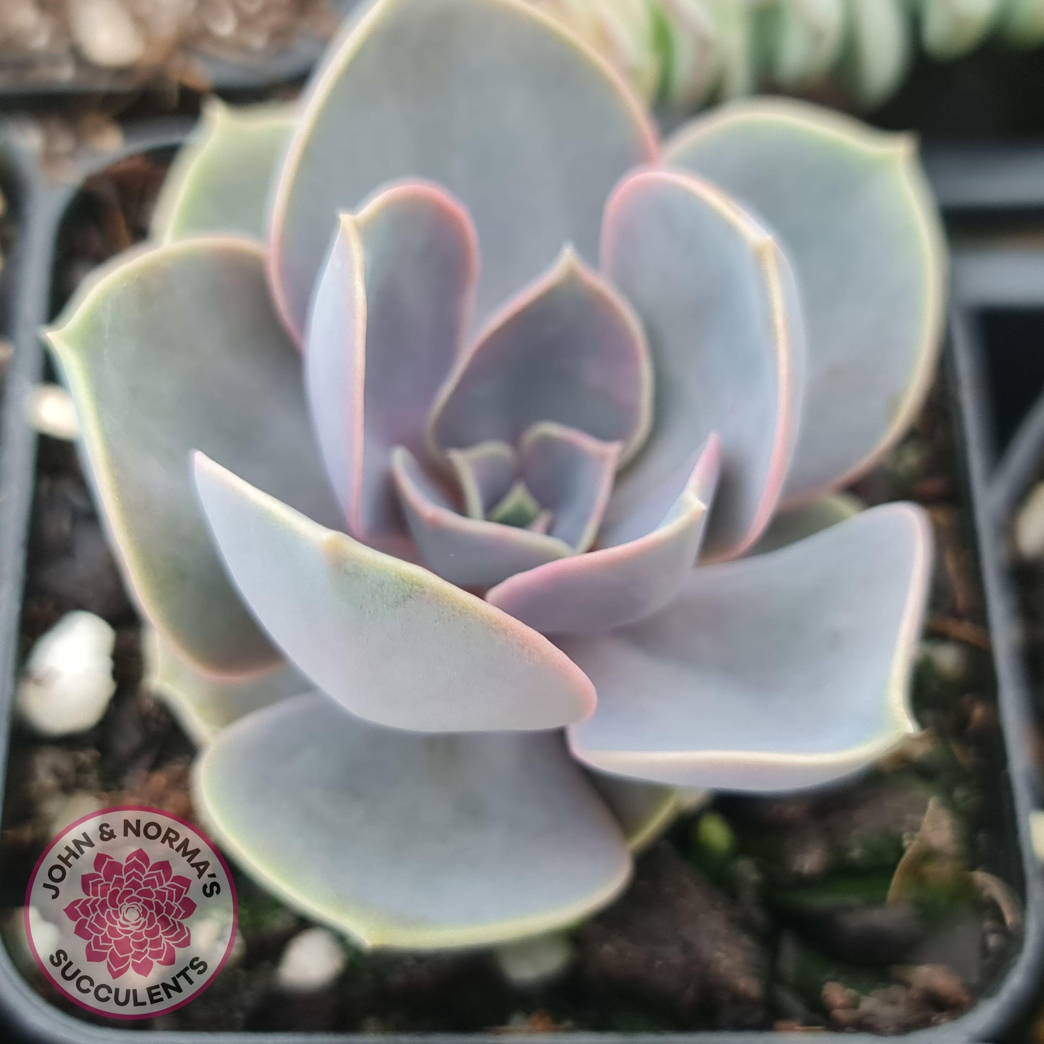 pvn succulent Buy Echeveria Perle Von Nurnberg Australia
