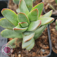 Load image into Gallery viewer, Crassula Shandy - John &amp; Norma&#39;s Succulents
