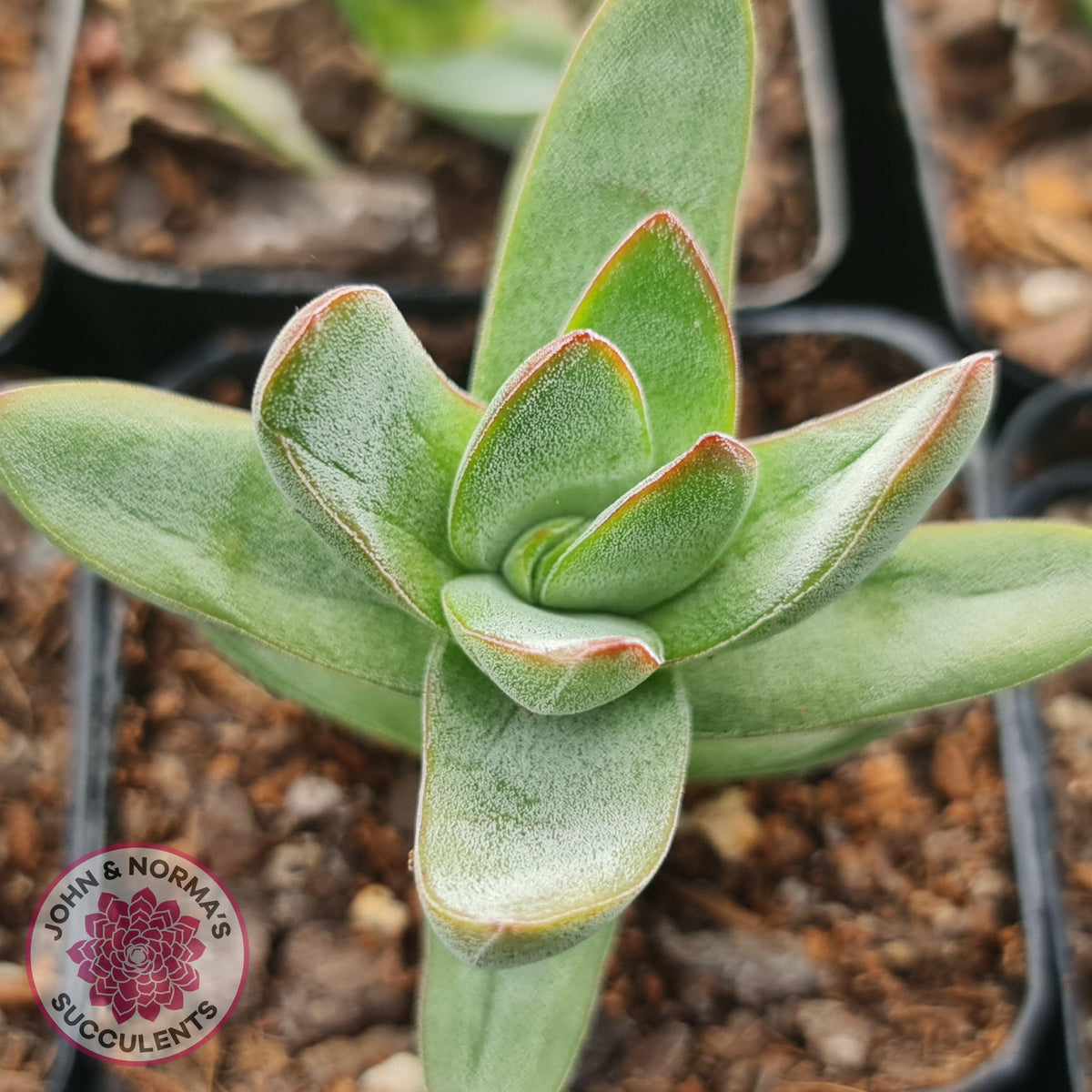 Crassula 'Shandy'