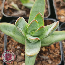 Load image into Gallery viewer, Crassula Shandy - John &amp; Norma&#39;s Succulents
