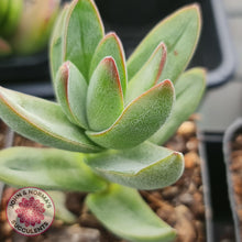 Load image into Gallery viewer, Crassula Shandy - John &amp; Norma&#39;s Succulents
