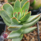 Crassula 'Shandy'