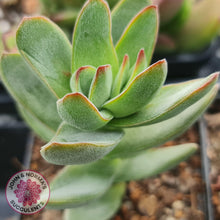 Load image into Gallery viewer, Crassula Shandy - John &amp; Norma&#39;s Succulents
