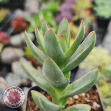 Load image into Gallery viewer, Crassula Shandy - John &amp; Norma&#39;s Succulents
