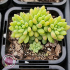 Sedum 'Pink Berry' aka 'Canny Hinny'