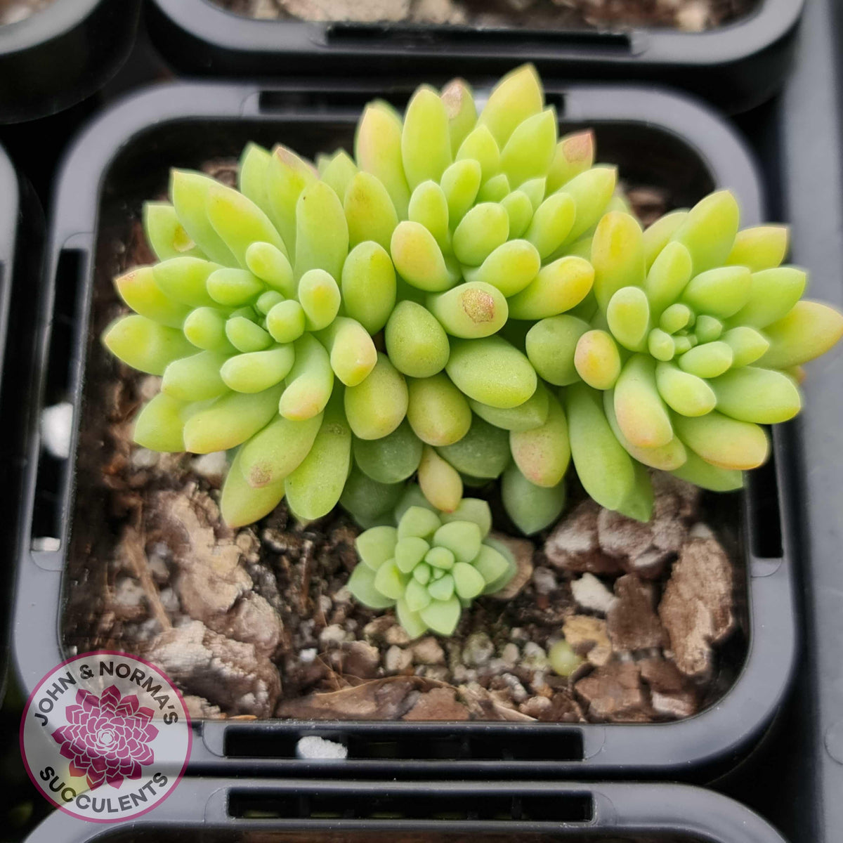 Sedum 'Pink Berry' aka 'Canny Hinny'
