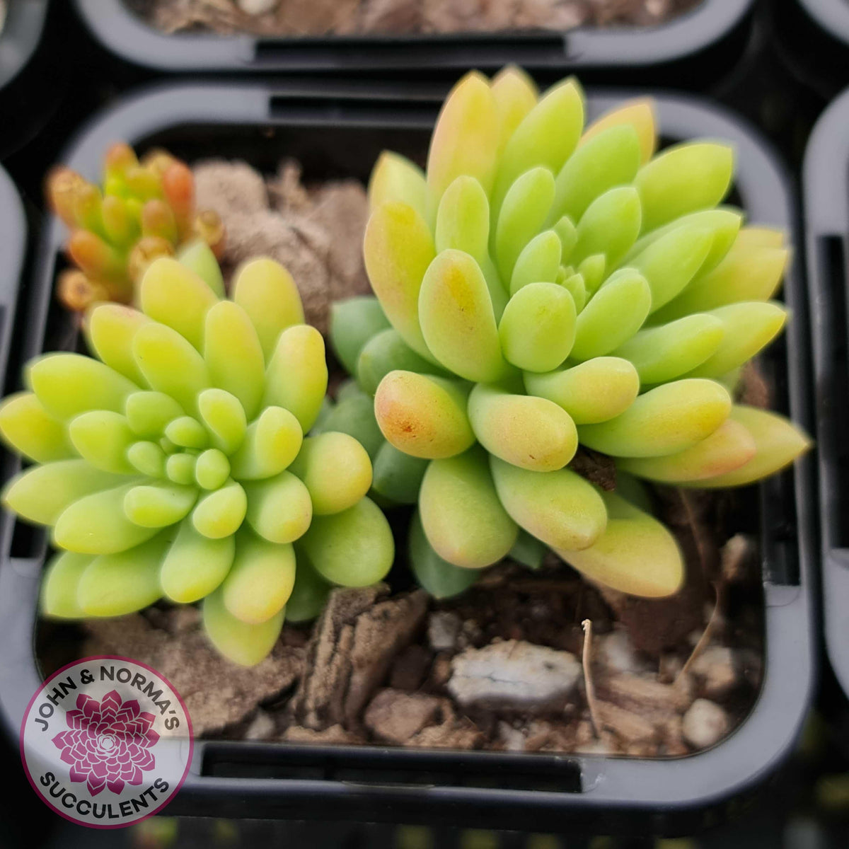 Sedum 'Pink Berry' aka 'Canny Hinny'