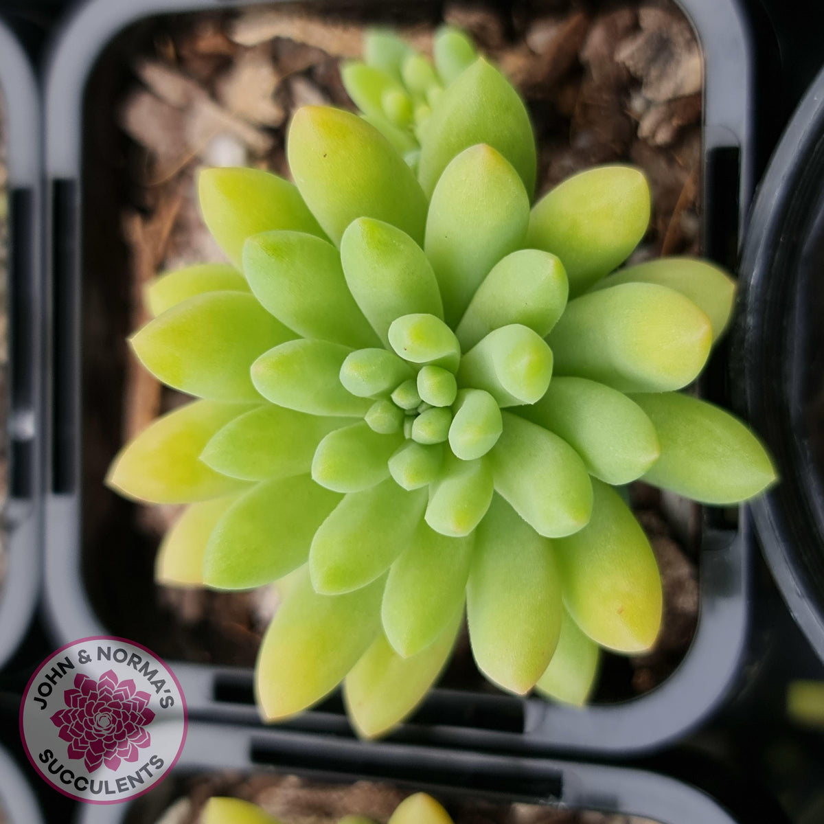 Sedum 'Pink Berry' aka 'Canny Hinny'