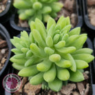 Sedum 'Pink Berry' aka 'Canny Hinny'