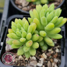 Load image into Gallery viewer, Sedum Pink Berry (Canny Hinny) - John &amp; Norma&#39;s Succulents
