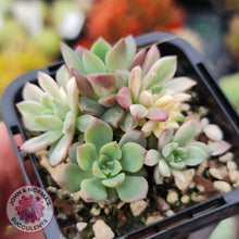 Load image into Gallery viewer, Echeveria Green Emerald variegata - John &amp; Norma&#39;s Succulents
