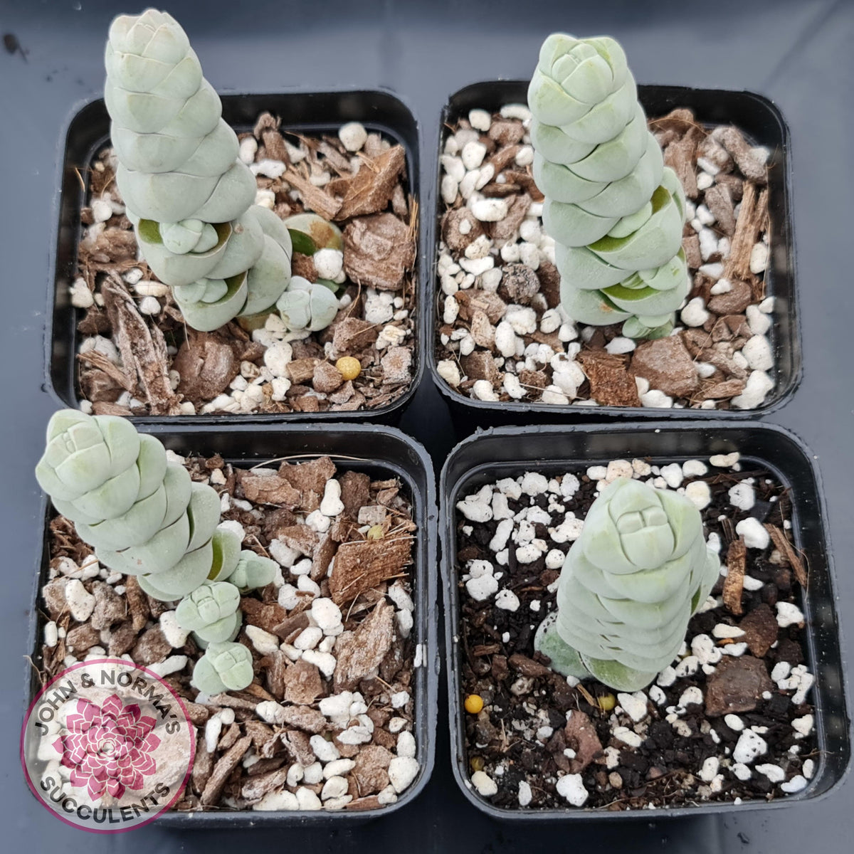 Crassula plegmatoides aka Crassula 'Arta'