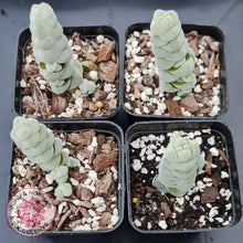 Load image into Gallery viewer, Crassula plegmatoides aka Crassula Arta - John &amp; Norma&#39;s Succulents
