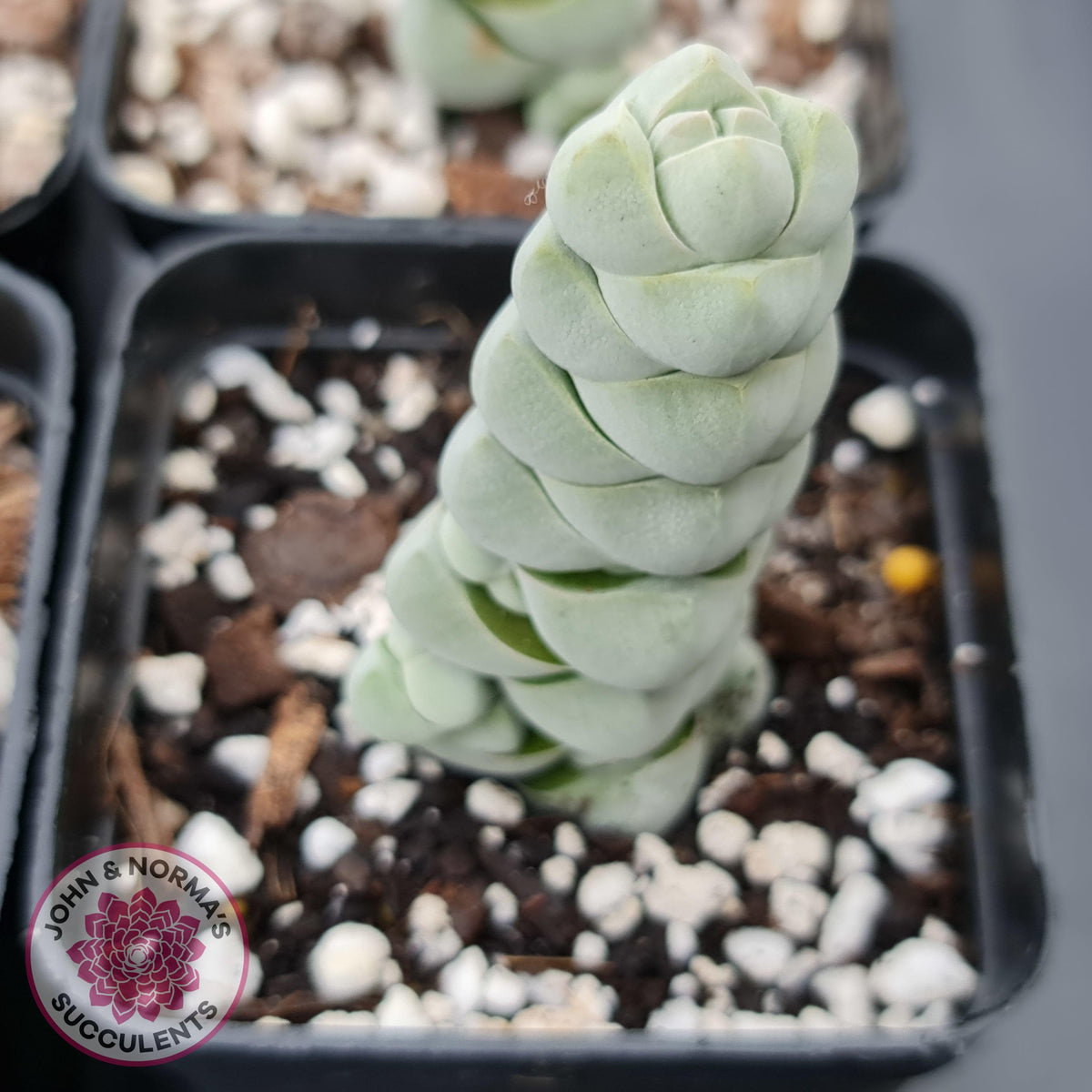 Crassula plegmatoides aka Crassula 'Arta'