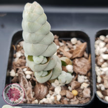 Load image into Gallery viewer, Crassula plegmatoides aka Crassula Arta - John &amp; Norma&#39;s Succulents
