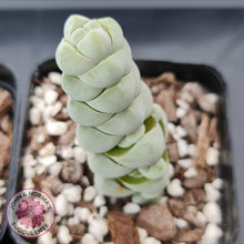 Load image into Gallery viewer, Crassula plegmatoides aka Crassula Arta - John &amp; Norma&#39;s Succulents
