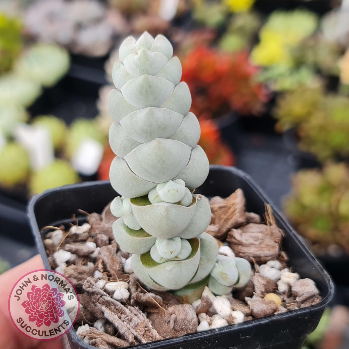 Crassula plegmatoides aka Crassula 'Arta'