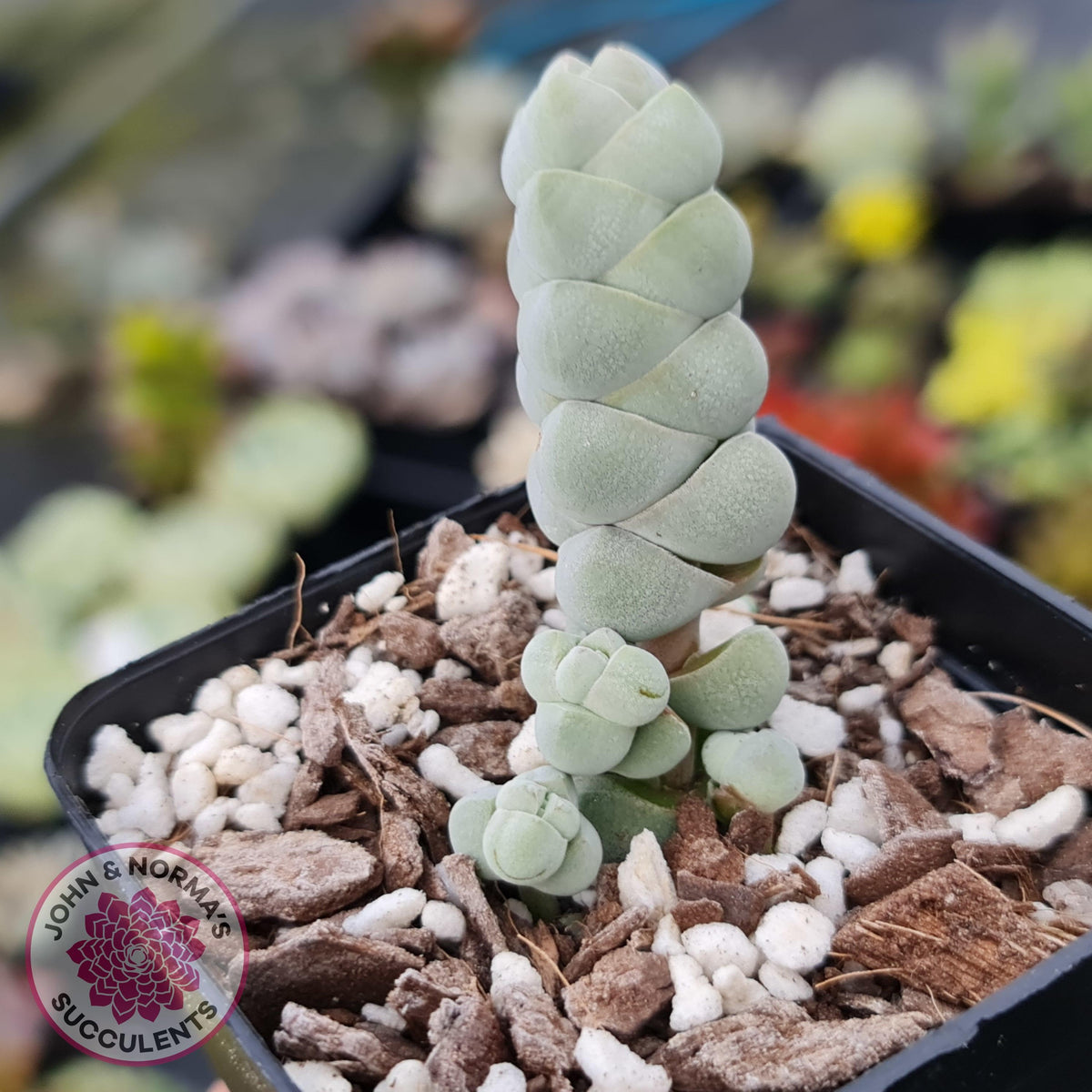 Crassula plegmatoides aka Crassula 'Arta'