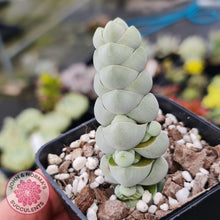 Load image into Gallery viewer, Crassula plegmatoides aka Crassula Arta - John &amp; Norma&#39;s Succulents
