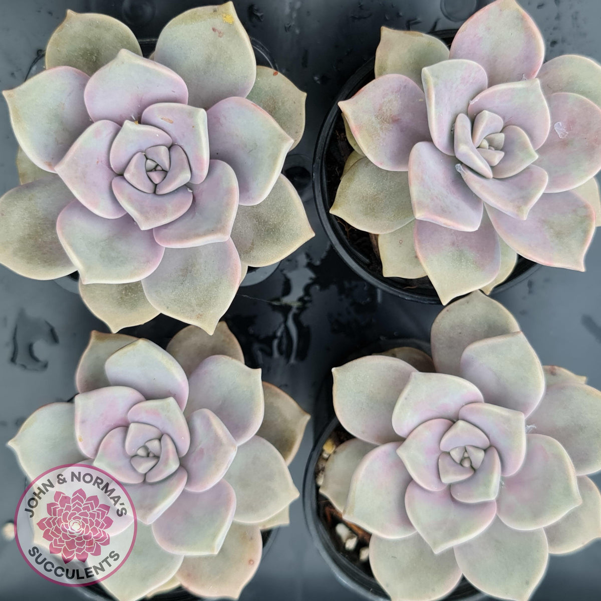 Graptopetalum 'Purple Delight' aka Graptoveria Crystal