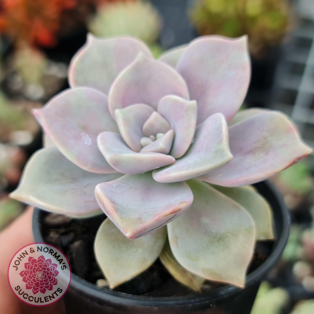 Graptopetalum 'Purple Delight' aka Graptoveria Crystal