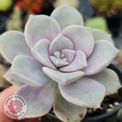 Graptopetalum 'Purple Delight' aka Graptoveria Crystal