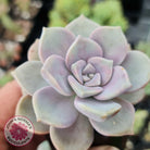 Graptopetalum 'Purple Delight' aka Graptoveria Crystal