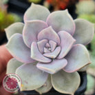 Graptopetalum 'Purple Delight' aka Graptoveria Crystal