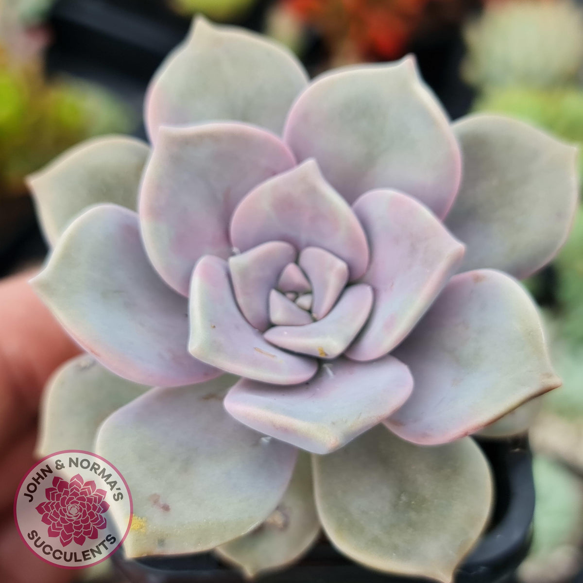 Graptopetalum 'Purple Delight' aka Graptoveria Crystal