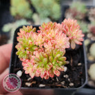 Aeonium sedifolium Variegated