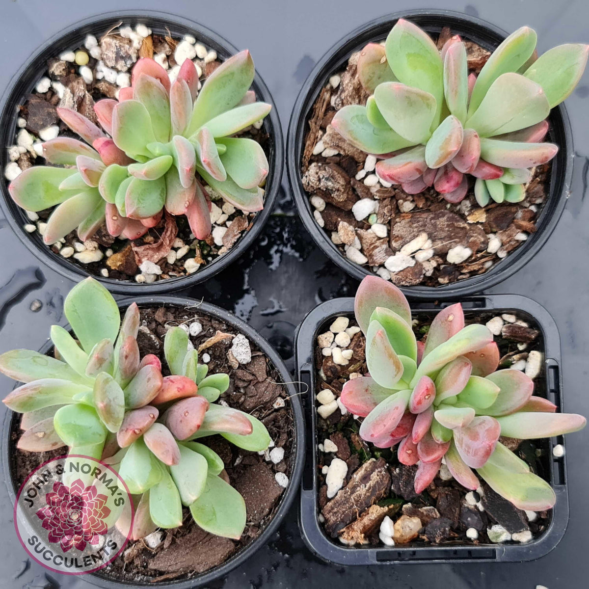 Pachyveria Dr Cornelius