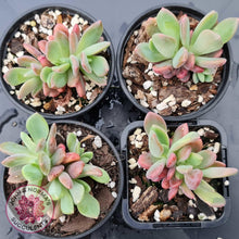 Load image into Gallery viewer, Pachyveria Dr Cornelius - John &amp; Norma&#39;s Succulents
