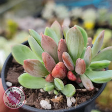 Load image into Gallery viewer, Pachyveria Dr Cornelius - John &amp; Norma&#39;s Succulents
