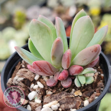 Load image into Gallery viewer, Pachyveria Dr Cornelius - John &amp; Norma&#39;s Succulents
