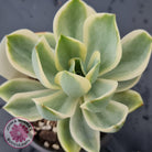 Graptoveria Fred Ives Variegata (White Variegation)
