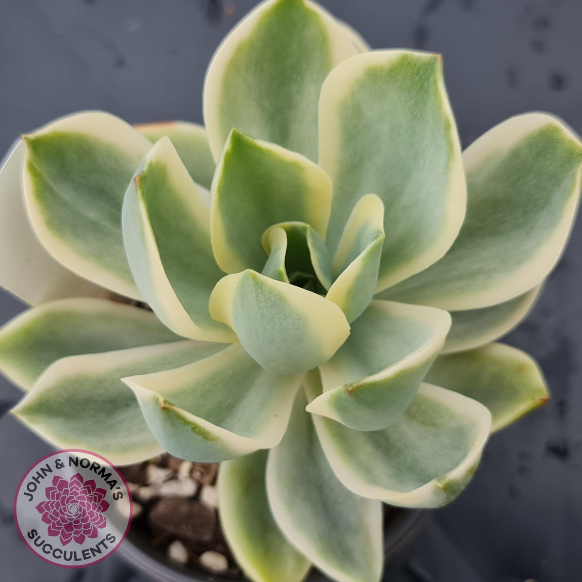 Graptoveria Fred Ives Variegata (White Variegation)