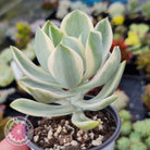 Graptoveria Fred Ives Variegata (White Variegation)