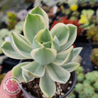 Graptoveria Fred Ives Variegata (White Variegation)