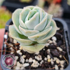 Graptoveria Lovely Rose