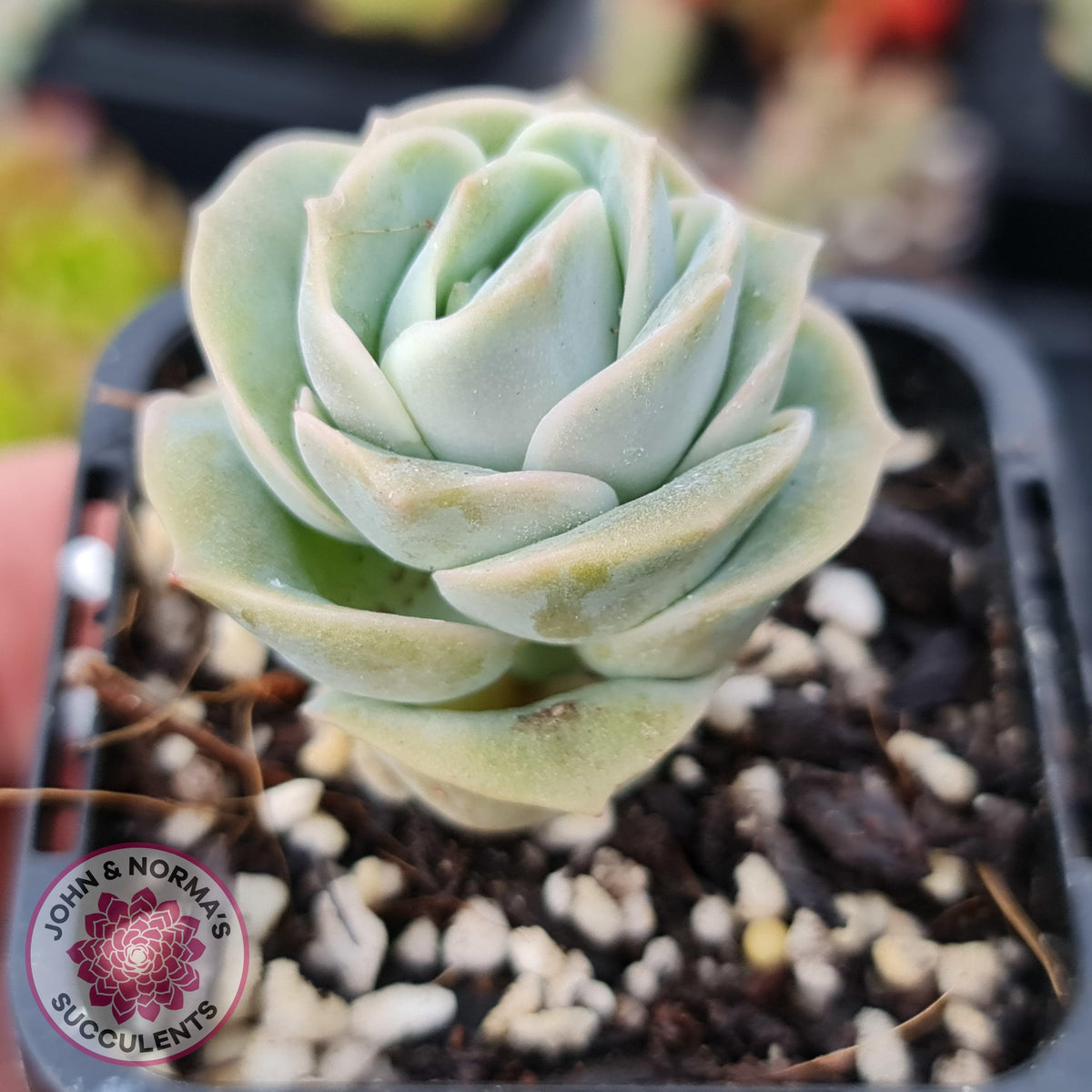 Graptoveria Lovely Rose