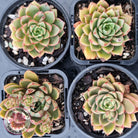 Echeveria 'Shamrock'