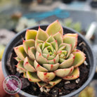 Echeveria 'Shamrock'