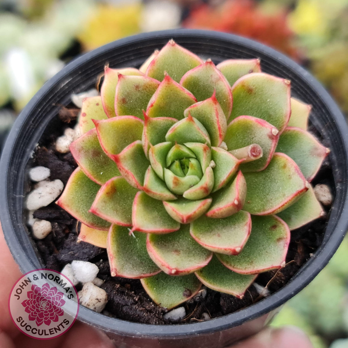 Echeveria 'Shamrock'