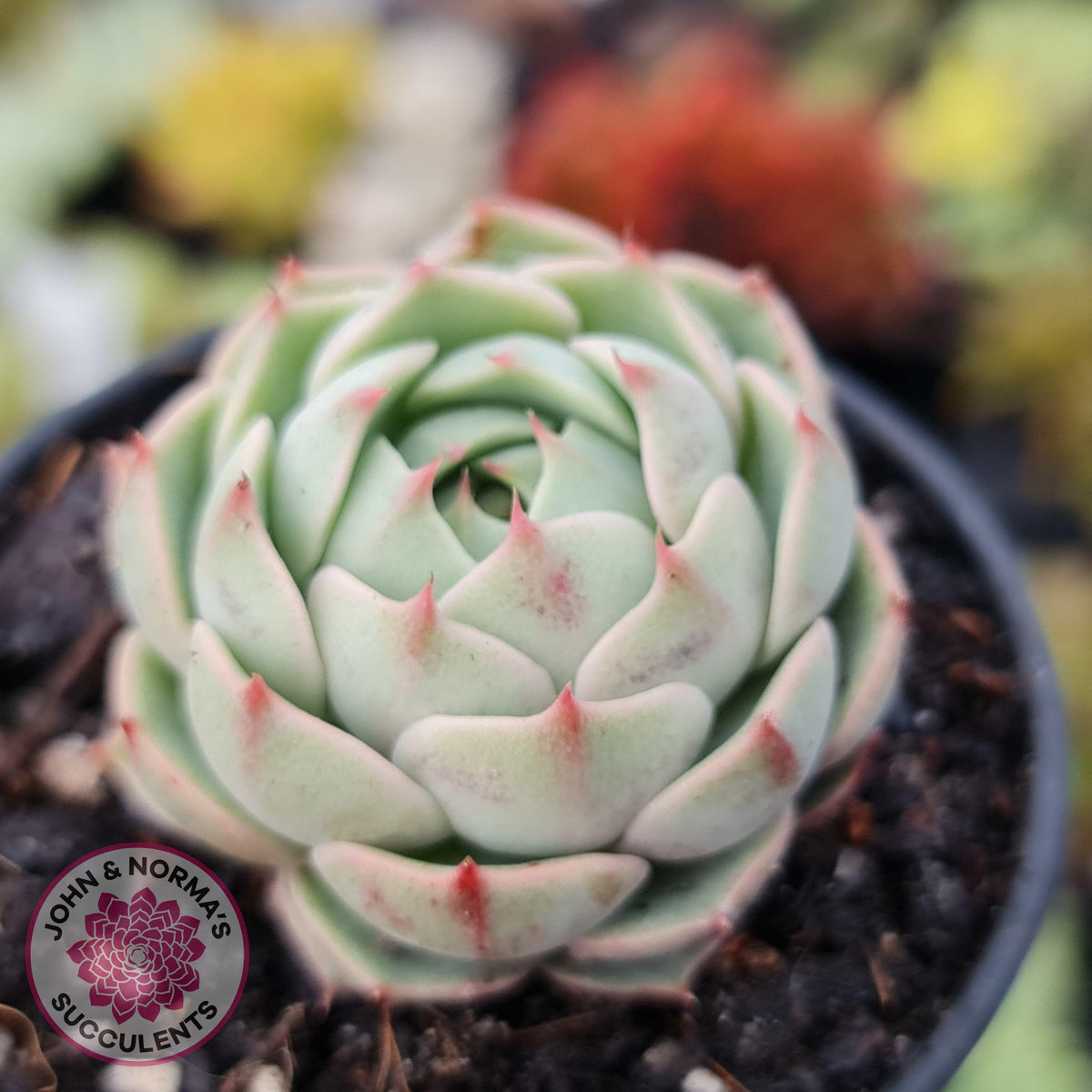 Echeveria Ben Badis