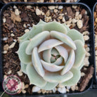 Echeveria Lola