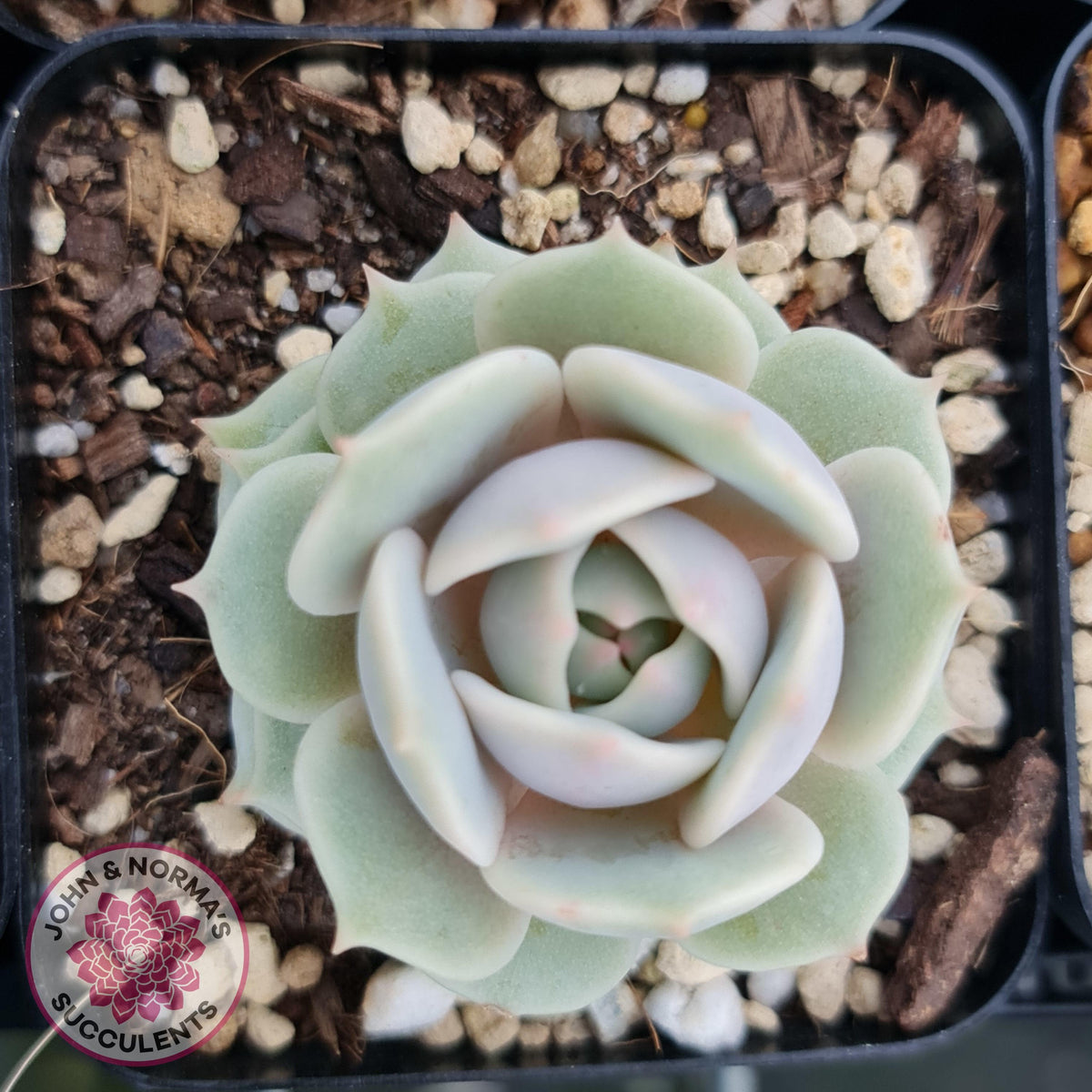 Echeveria Lola