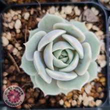 Load image into Gallery viewer, Echeveria Lola - John &amp; Norma&#39;s Succulents
